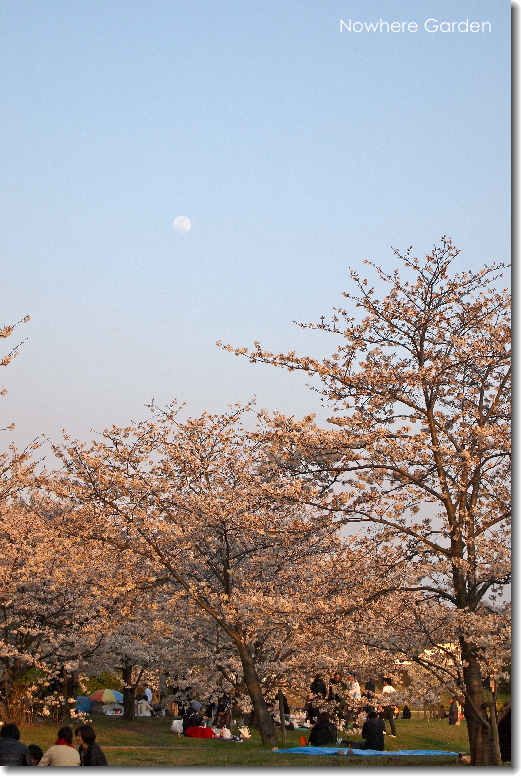 桜と月1.jpg