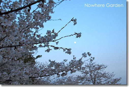 黄昏桜.jpg