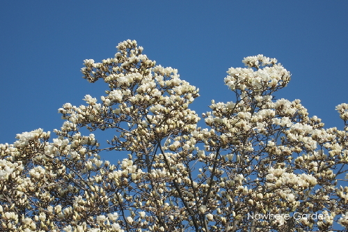 white magnolia3.JPG